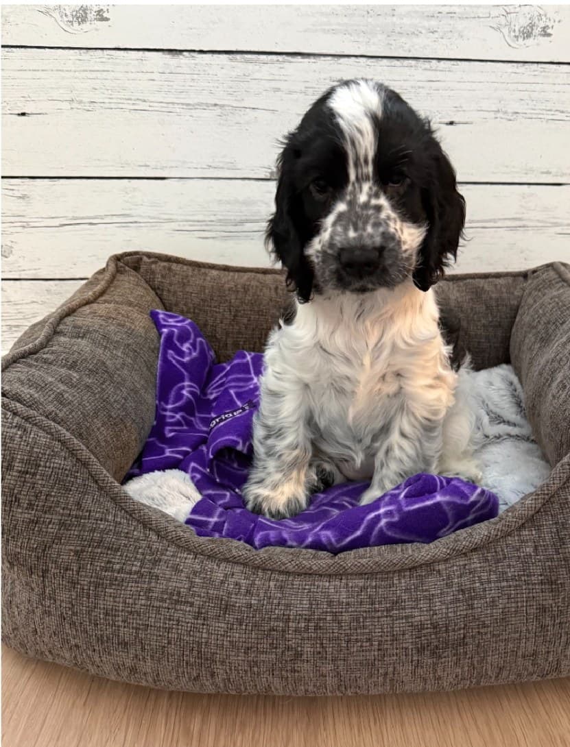 Emma the puppy — a black and white cocker spaniel
